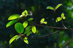 plant-theme9-4